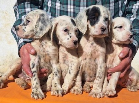 engleski seter 01.jpg